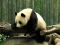 Spel Pandas Puzzle aanlyn