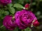 Spel Purple Roses aanlyn