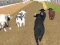 Spel Angry Bull Racing aanlyn