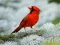 Spel Birds Puzzle aanlyn