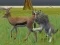Spel Wolf Life Simulator aanlyn