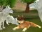 Spel Wild Wolves Hunger Attack aanlyn