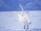 Spel Graceful Swans aanlyn