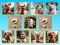 Spel Doggie Duo Discoveries aanlyn