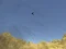 Spel Toucan Shooter aanlyn
