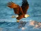 Spel Animals Jigsaw Puzzle Eagle aanlyn