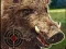Spel Boar Hunting Jigsaw aanlyn