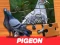 Spel Pigeon Jigsaw Puzzle aanlyn