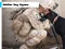 Spel Soldier Dog Jigsaw aanlyn