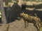 Spel African Cheetah Hunting Simulator aanlyn