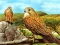 Spel Birds of Prey Slide aanlyn