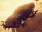 Spel Zombie Car Driver aanlyn