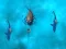 Spel Avoid the Sharks aanlyn