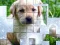 Spel PicPu Dog aanlyn