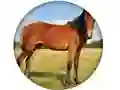 Spel Animal Quiz aanlyn