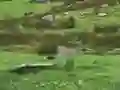 Spel Pigeons Hunting aanlyn