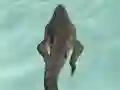 Spel Crocodile Simulator Beach Hunt aanlyn