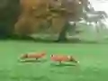 Spel Hunted Fox aanlyn