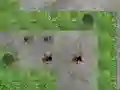 Spel Spider Tower Defence aanlyn