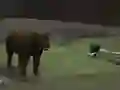 Spel Bear Den aanlyn