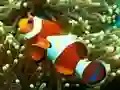 Spel Underwater Hidden Numbers aanlyn