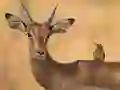 Spel Wild Deer Jigsaw aanlyn
