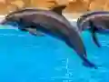 Spel Sea Dolphin Jigsaw aanlyn