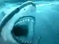 Spel Hungry Shark aanlyn