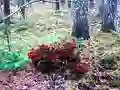 Spel Bernati Forest Adventure aanlyn