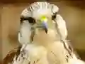 Spel Gyrfalcon Jigsaw aanlyn
