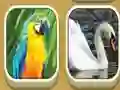 Spel Match Zoo aanlyn