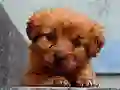 Spel Puppy Puzzle aanlyn
