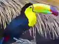 Spel Toucan Bird Jigsaw aanlyn