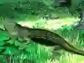 Spel Lizard Forest Escape aanlyn