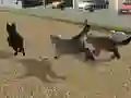 Spel Run Cat Cat Race aanlyn