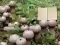 Spel Lycoperdon Mushroom Land Escape aanlyn