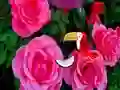 Spel Precious Rose Escape aanlyn