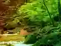 Spel Peaceful Rainbow Forest Escape aanlyn