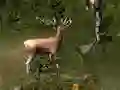Spel Sniper Hunting Deadly Animal aanlyn