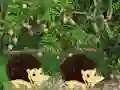 Spel Escape From Mango Farm aanlyn