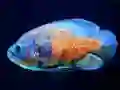 Spel Tiger Fish Jigsaw aanlyn