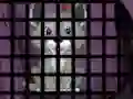 Spel Trapped Wolf Rescue aanlyn