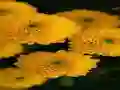 Spel Chrysanthemums Jigsaw aanlyn