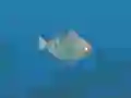 Spel Fish Companions aanlyn