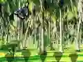 Spel Rescue Tasmanian Tiger aanlyn