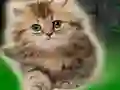 Spel Couple Kitten Escape aanlyn