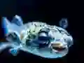 Spel Puffer Fish Jigsaw aanlyn