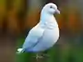 Spel Realistic Pigeon Rescue aanlyn