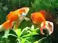 Spel Blue Fish Escape aanlyn