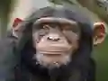 Spel Chimpanzee Jigsaw aanlyn